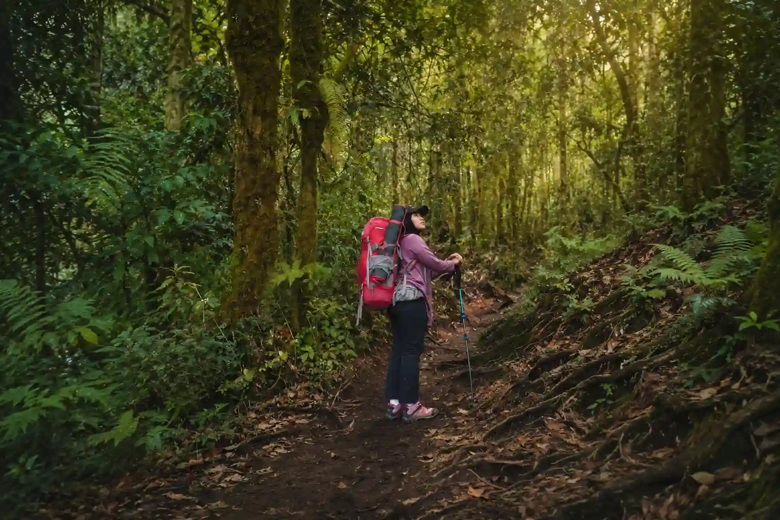 Pendaki wanita di jalur hutan hijau