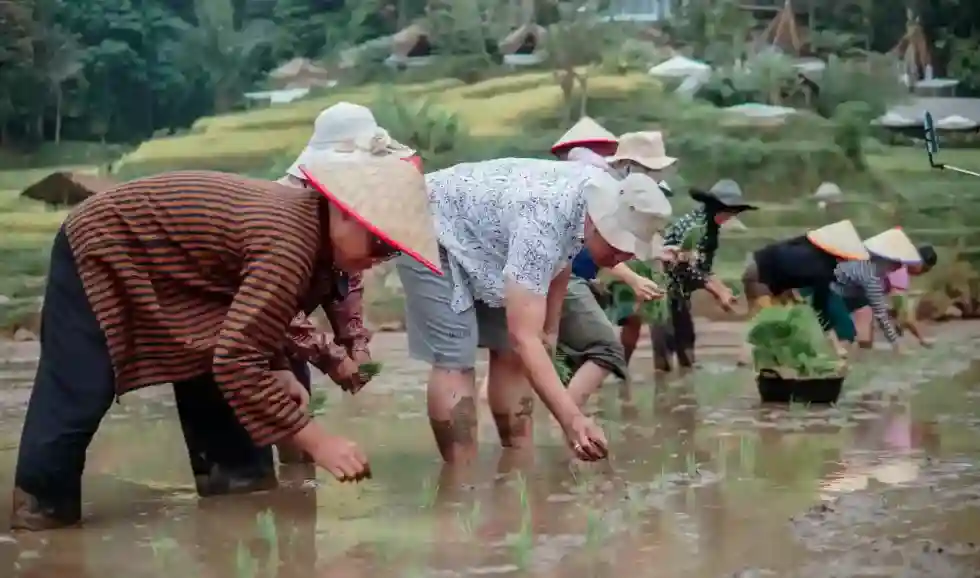 Menanam Padi Wisata edukasi pertanian di glamping view sawah Sumatera Barat