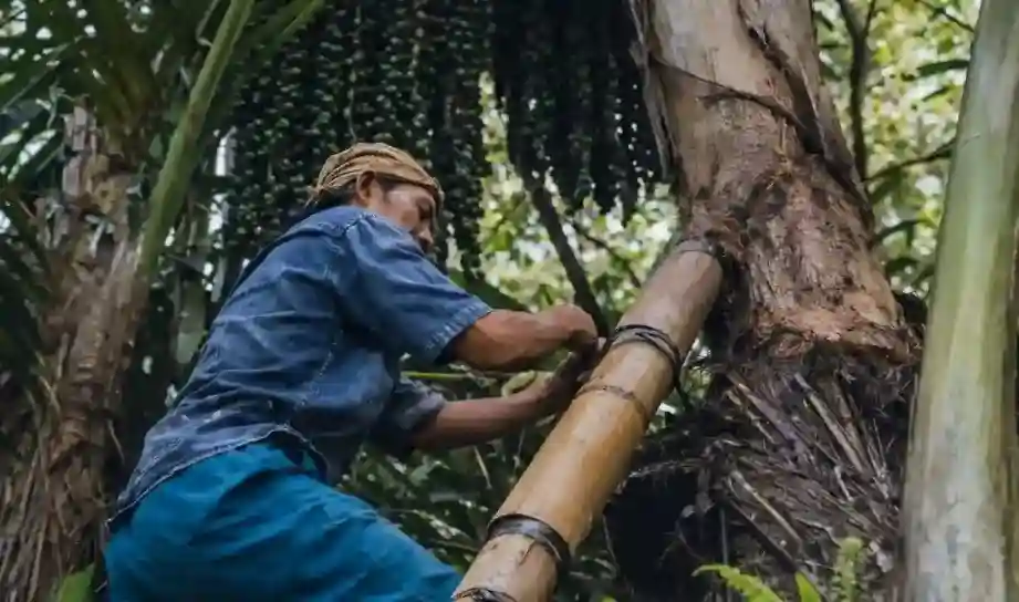 Panen Air Nira Pengalaman agrowisata unik di Sikabu Glamping Kabupaten 50 Kota